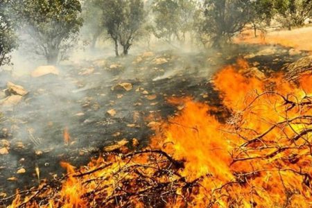 آتش زدن و نابودی جنگلها به چه قیمتی؟