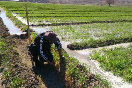 زمین های کشاورزی سالیانه ۸۰ میلیارد مترمکعب آب می بلعند