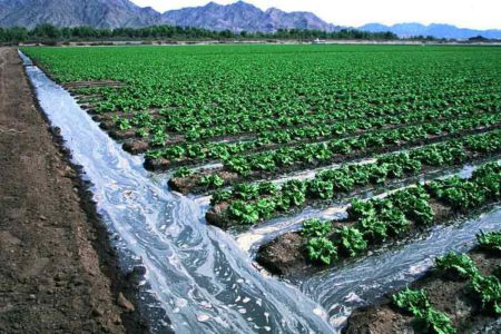 کاهش سهمیه آب بخش کشاورزی؛ کلید گذر از تابستان سخت!