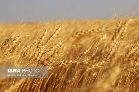 اعلام سیاست‌های جدید دولت در قیمت‌گذاری گندم تا هفته آینده