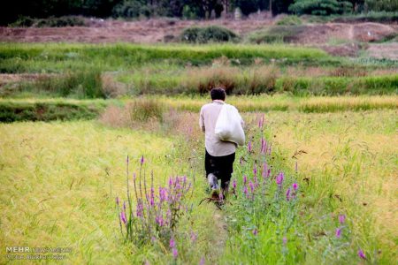 افزایش پدیده زمین‌خواری به دلیل نگاه سرمایه‌ای به زمین